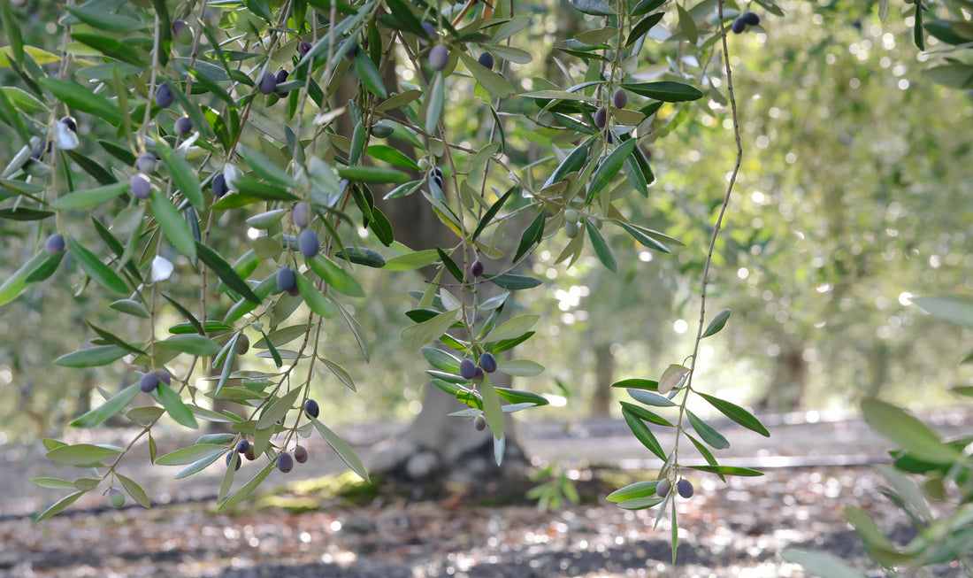 What Makes an Olive Tasteful?