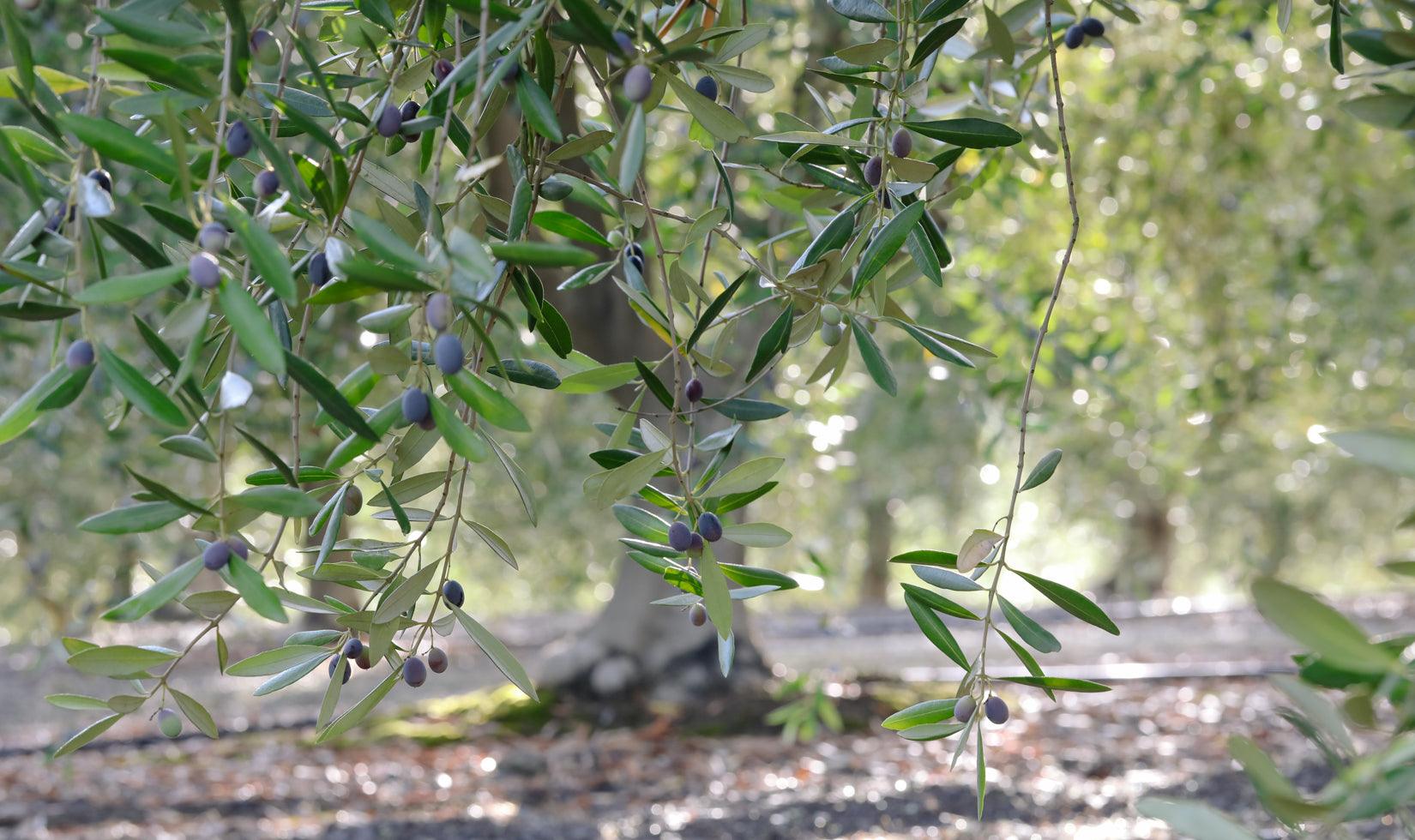 Ripe olives hanging on tree branches in sunlit olive grove, showcasing fresh ingredients for premium olive oil
