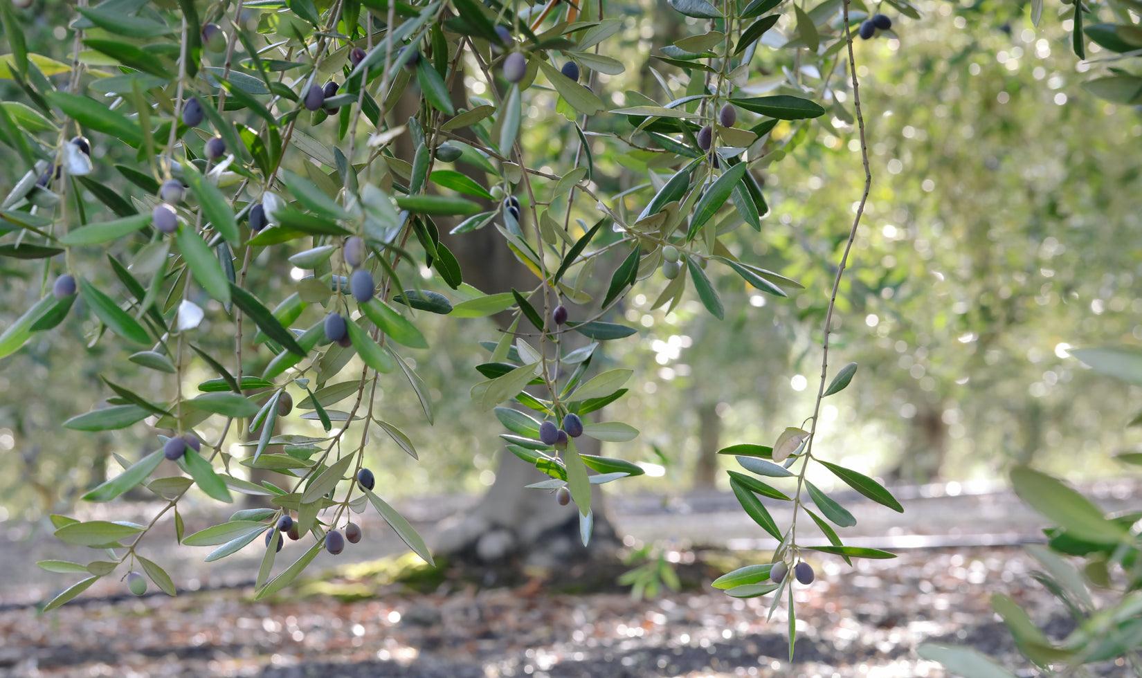 What Makes an Olive Tasteful? - Tastefully Olive