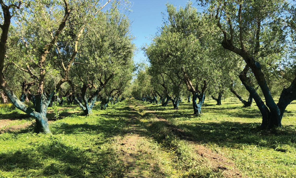 Polyphenol Power: Unlocking the Health Benefits of Olive Oil - Tastefully Olive