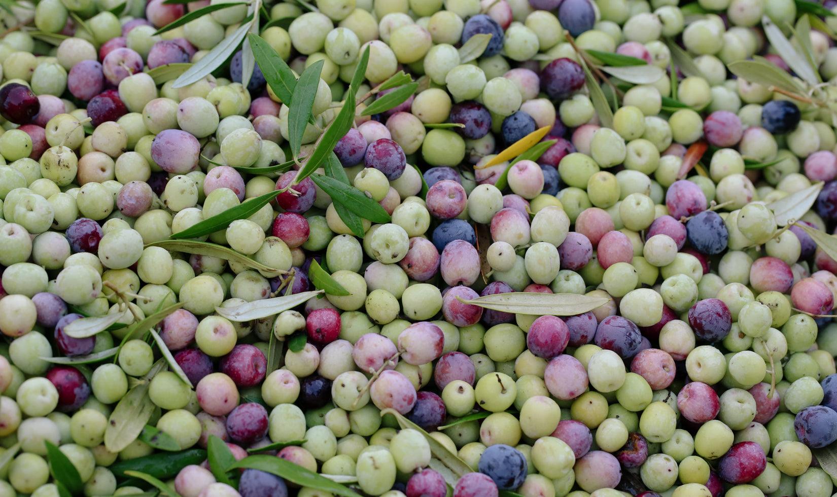 Fresh green, purple, and pink olives with leaves, ready for premium olive oil and vinegar production