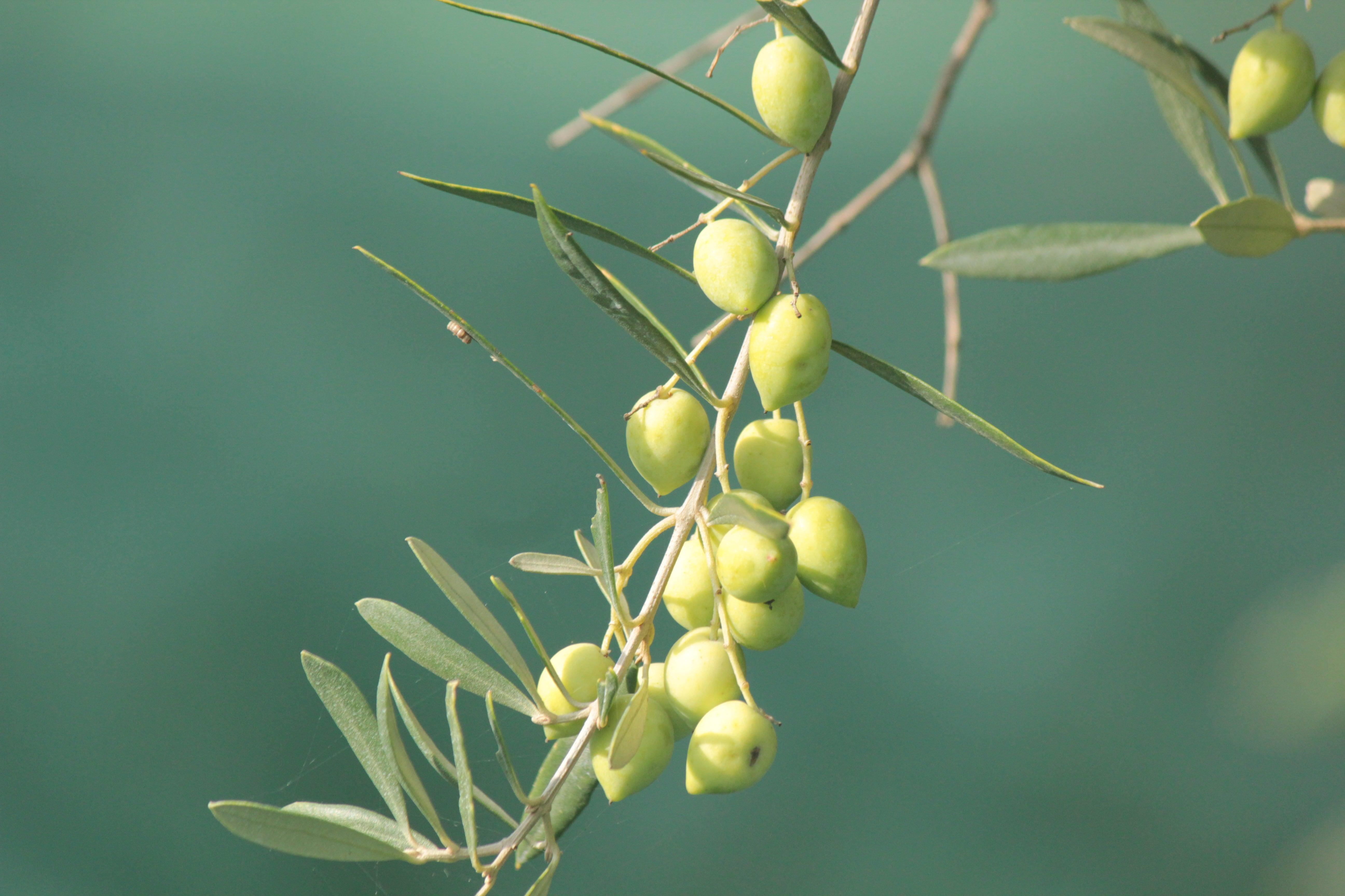 Fresh green olives on a branch, perfect for premium olive oil and artisanal vinegar.