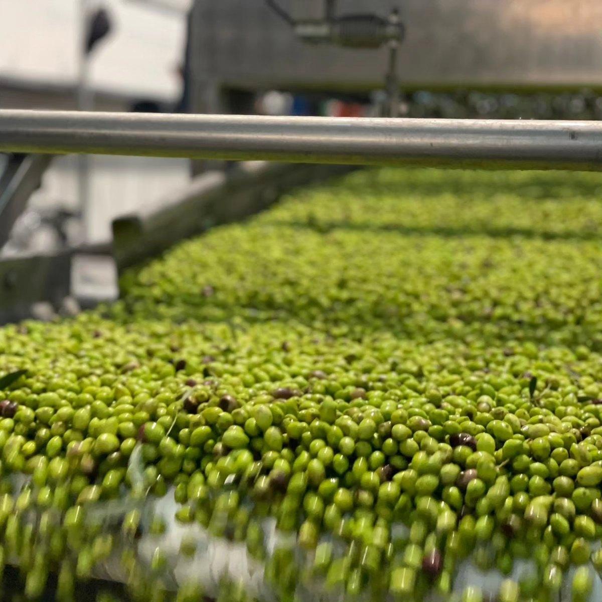 Fresh green olives on processing conveyor for premium olive oil production