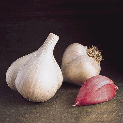 Fresh garlic bulbs and clove for cooking with olive oil and vinegar recipes