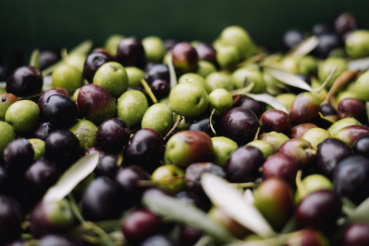 Olive: Unlocking the Healing Properties of Nature's Wonder - Tastefully Olive
