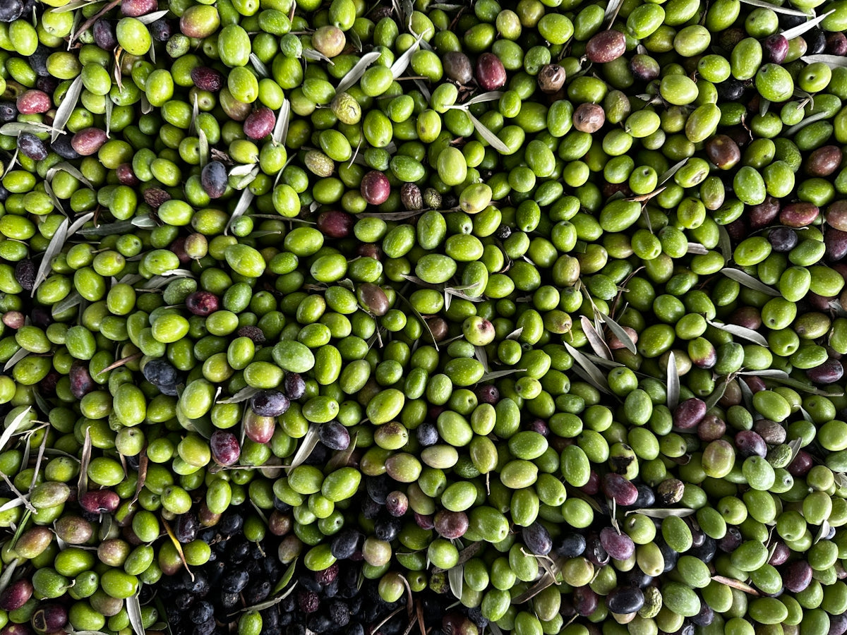 Discover the Rich Flavor Palette of Olive Varieties - Tastefully Olive