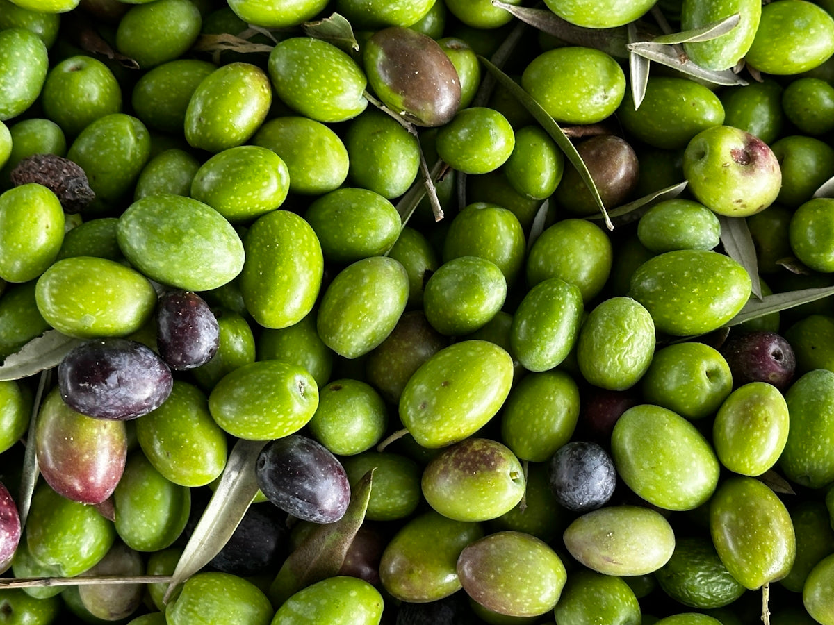 Fresh green and black olives with leaves, perfect for premium olive oil and artisanal vinegar
