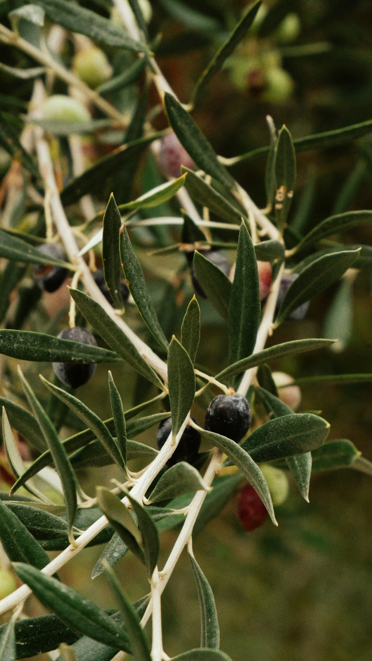 Olive Oil: Nature's Powerful Antioxidant Source - Tastefully Olive