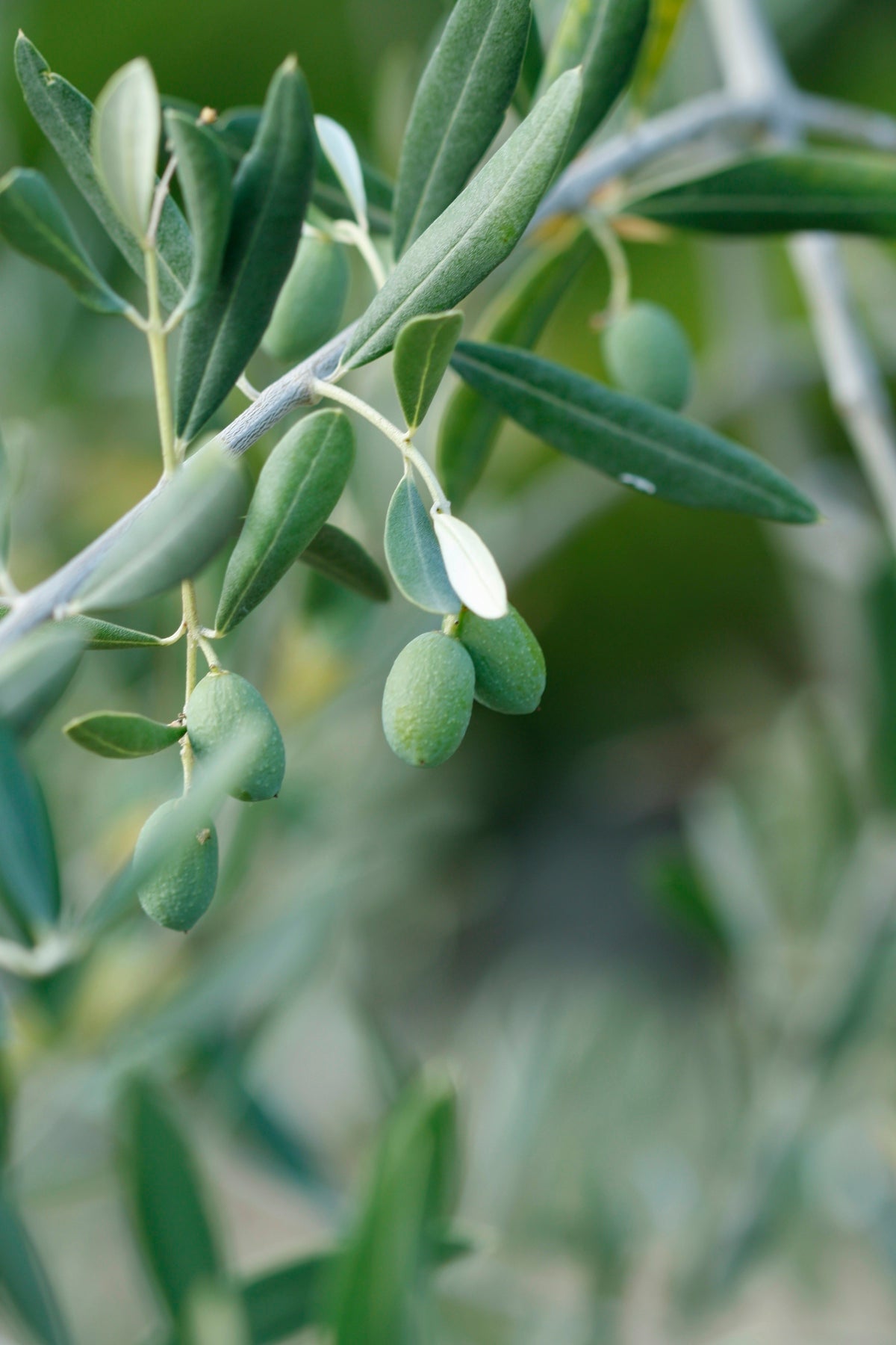 How Olive Oil Varieties Shape Your Cooking Experience - Tastefully Olive
