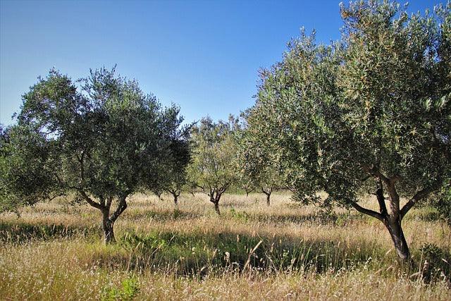 Olive trees in sunlit field, showcasing premium olive oil source with lush green leaves and golden grass