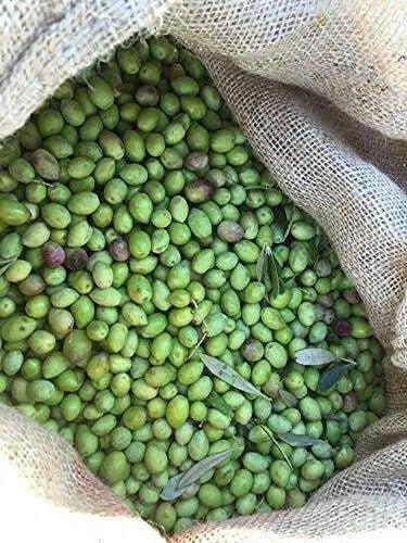Fresh green olives in burlap sack, ready for premium olive oil and artisanal vinegar production